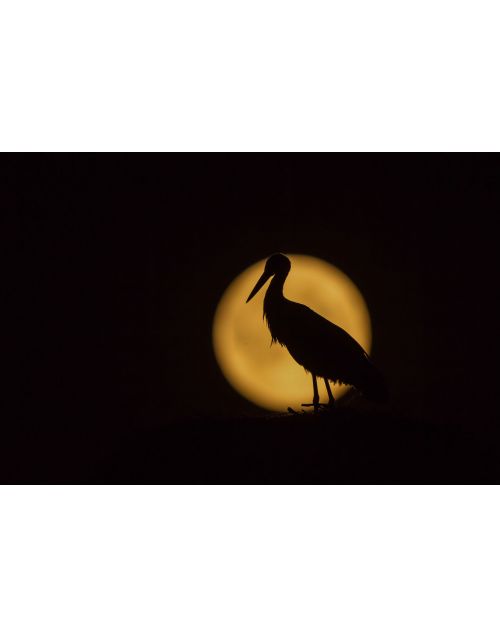 Fotografija | Paukštis | Baltasis gandras