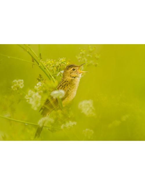 Fotografija | Paukštis | Margasis žiogelis