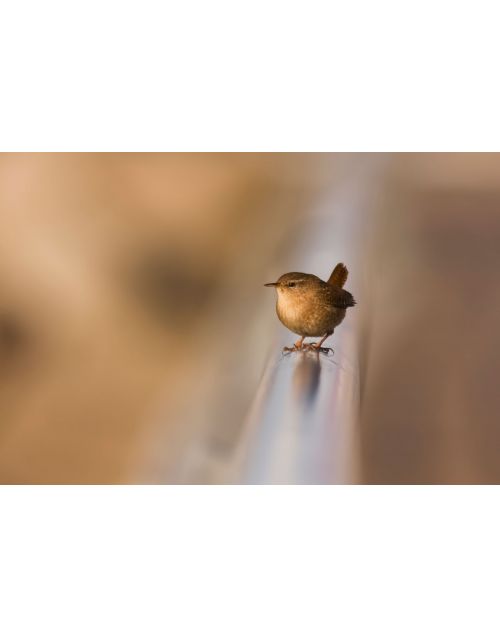 Fotografija | Paukštis | Karietaitė