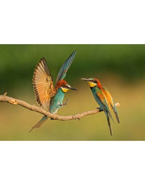 Fotografija | Paukštis | Bitininkas 