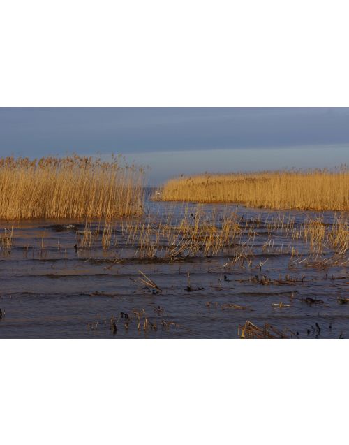 Photography | Curonian Lagoon | Endless reeds 