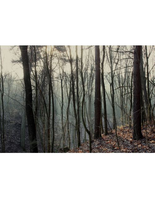 Fotografija | Rūkas miške 