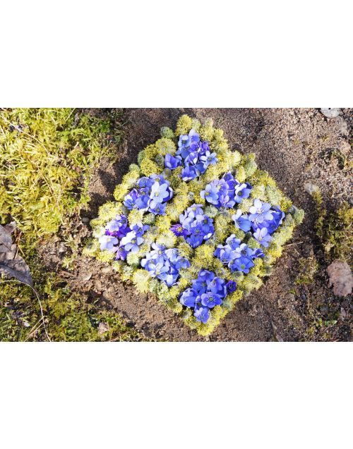 Fotografija | Žemės menas | Pavasario kilimas