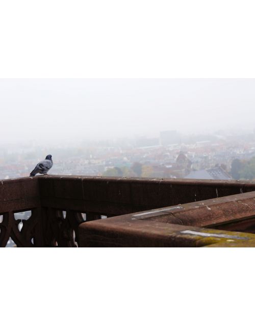Strasbourg pigeon