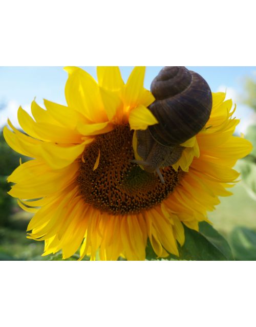 Snail's sunflower