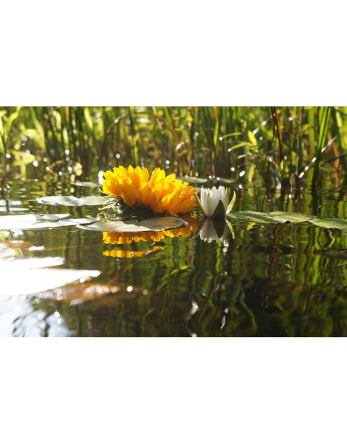 Fotografija | Vandens lelijos saulėgrąža